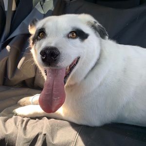 Meet your Posher, Paul